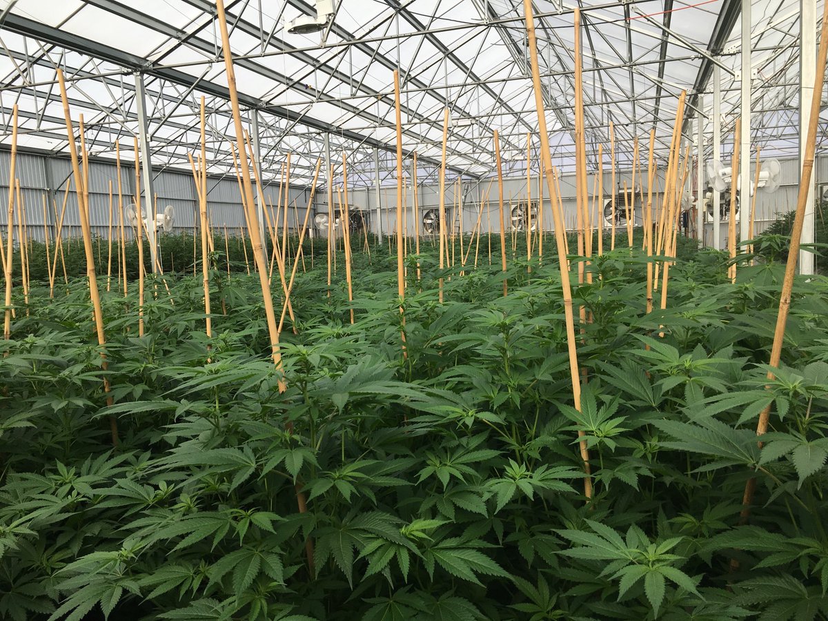 This gorgeous swath of #Trinity at peak health headed into week 3 of flower at our #sunsupplement #winterrun. #cannabis #CannabisCommunity #i502producer #holidaycrop #agratech #greenhouse #composttea #CGro #washingtoncannabis