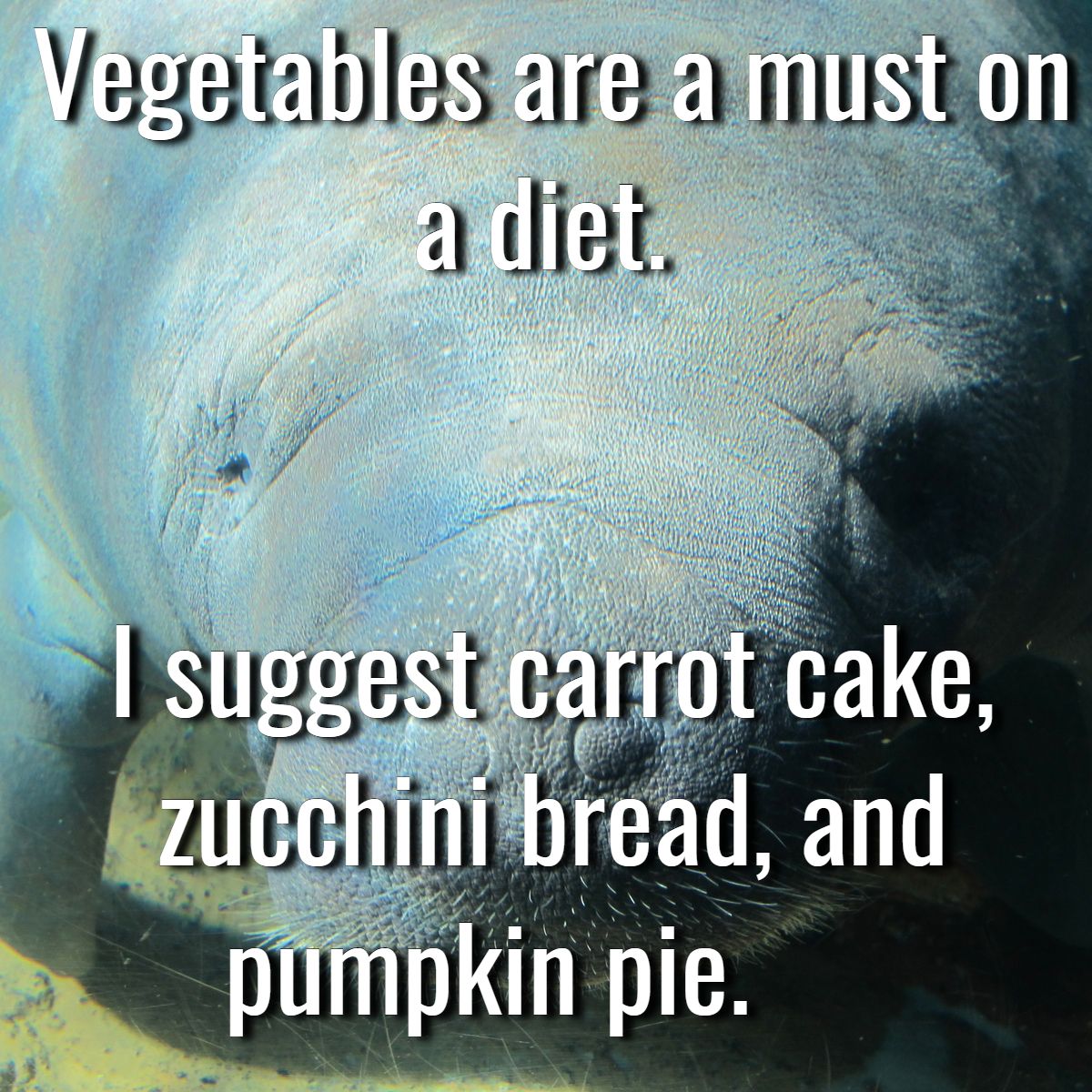 relaxmanatee's tweet photo. #Thecalmingmanatee #DietStartsTomorrow #EatYourFeelings https://t.co/2H33zfVrsx
