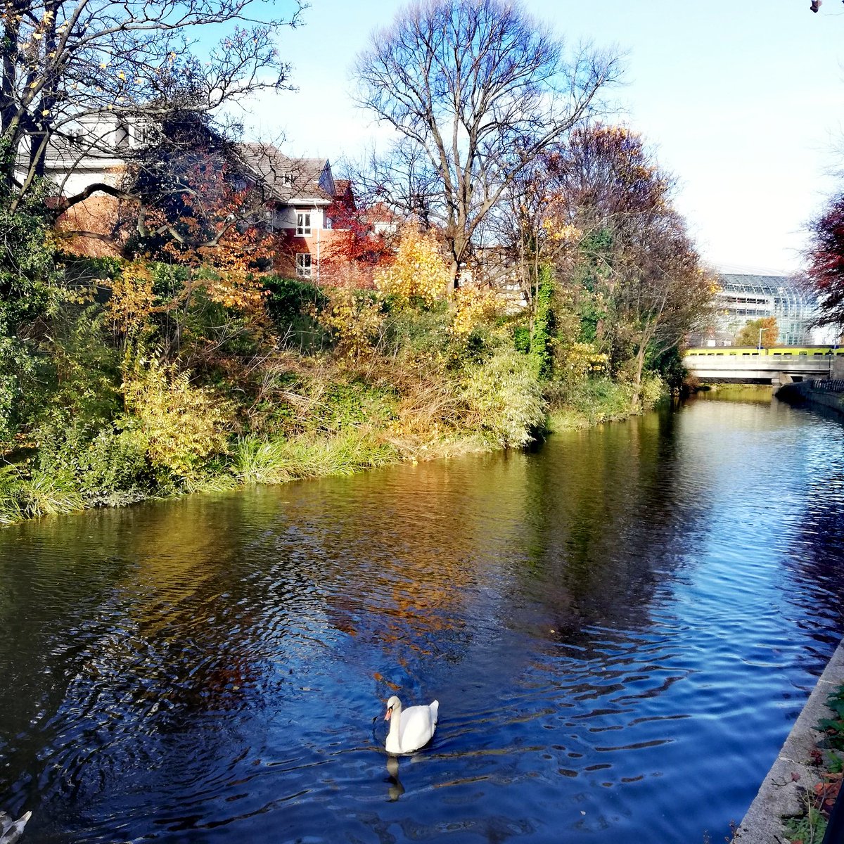 hap_healing_art's tweet photo. Swanning around on the Dodder #sundayafternoon #swan #riverdodder #landsdowneroad #avivastadium #dublin #ireland #autumn #fall #peaceful #zen #dart https://t.co/PIAiyx54K6