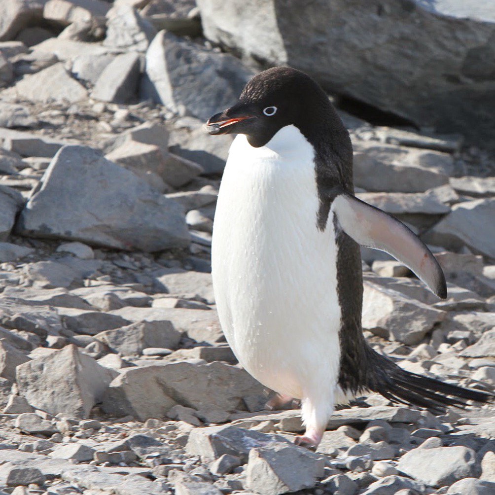 Nature’s cutest thieves nay play an important role as an indicator species. #adeliepenguins #climatechange #indicatorspecies #saveouroceans penguinsinternational.org/2018/11/03/ade…