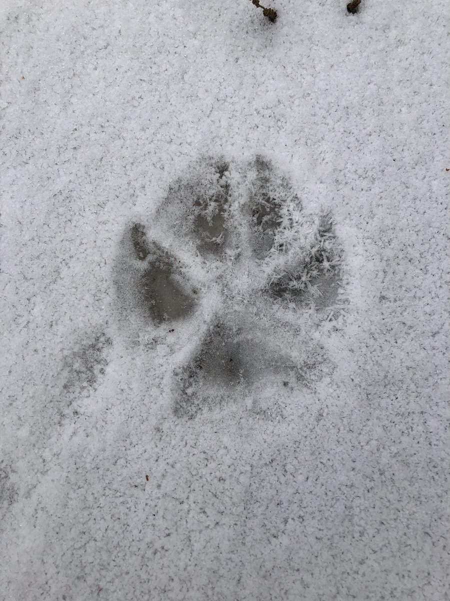 SpacedOutRadio's tweet photo. When you go out looking for #firewood and come across very large #wolfprints in the #BritishColumbia forest! Love nature #Cariboo #wilderness #Wolves #CaribooLiving #SpacedOutRadio #WeOwnTheNight https://t.co/cBF3Mq3mFK