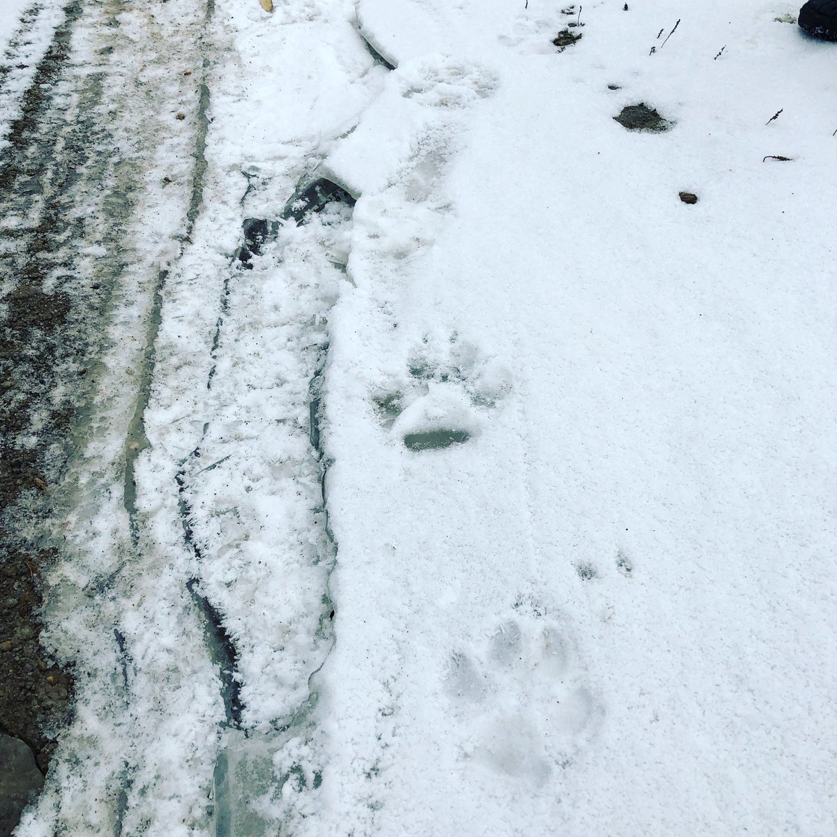 SpacedOutRadio's tweet photo. When you go out looking for #firewood and come across very large #wolfprints in the #BritishColumbia forest! Love nature #Cariboo #wilderness #Wolves #CaribooLiving #SpacedOutRadio #WeOwnTheNight https://t.co/cBF3Mq3mFK