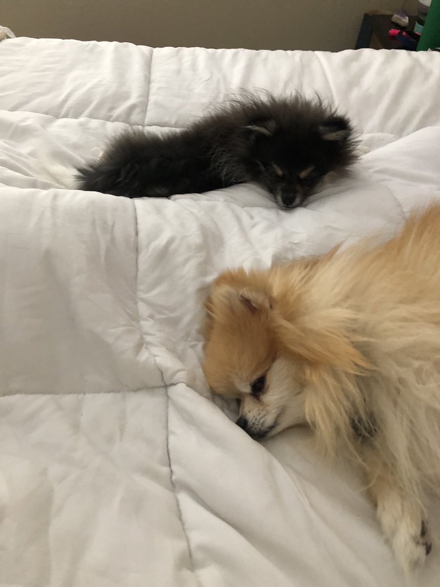 Nap time...🦊🐼😴 #pomeranian #dogs #doggy #doggo #vegas #nap #love #brothers