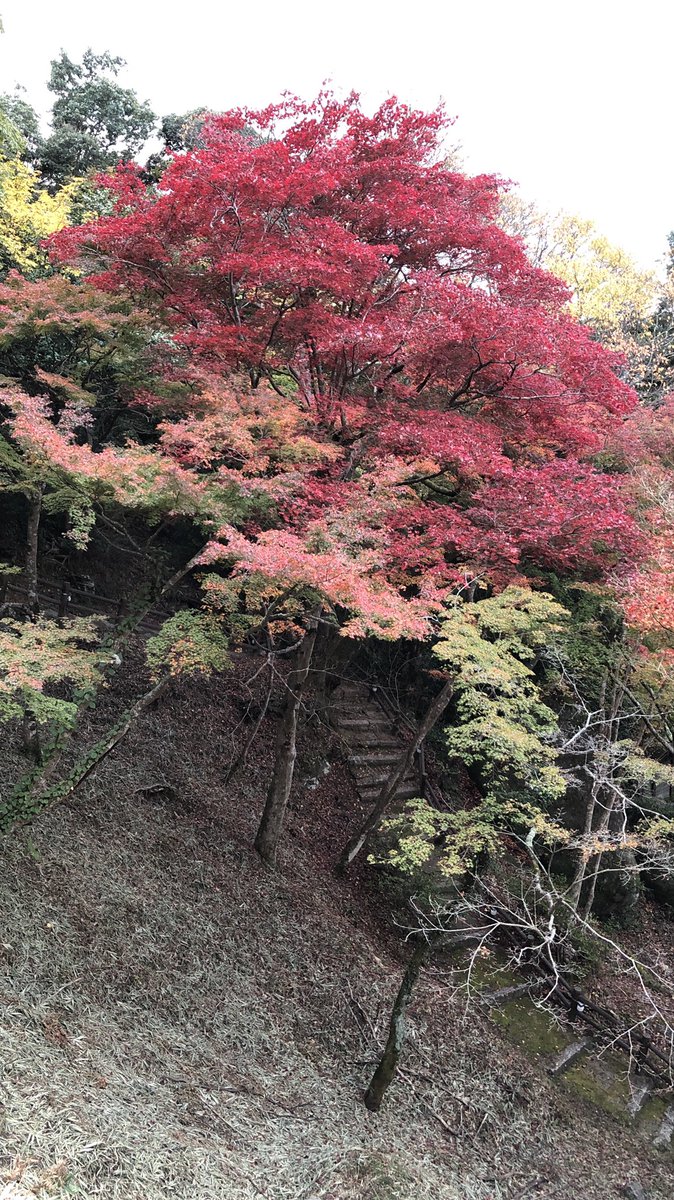山寺の和尚さん 笠置寺 En Twitter 笠置山 紅葉情報 18 11 14 Am7 00 これからの一本 見頃の一本 散っていく一本 笠置山のもみじは個性豊かです あなたにとっての 今日の一本 を見つけるのも 楽しいですよ 京都 笠置 もみじ 紅葉 もうひとつの京都 山寺の和尚さん 笠置寺 En Twitter 笠置山 紅葉情報 18 11 14 Am7 00 これからの一本 見頃の一本 散っていく一本 笠置山のもみじは個性豊かです あなたにとっての 今日の一本 を見つけるのも 楽しいですよ 京都 笠置 もみじ 紅葉 もうひとつの京都