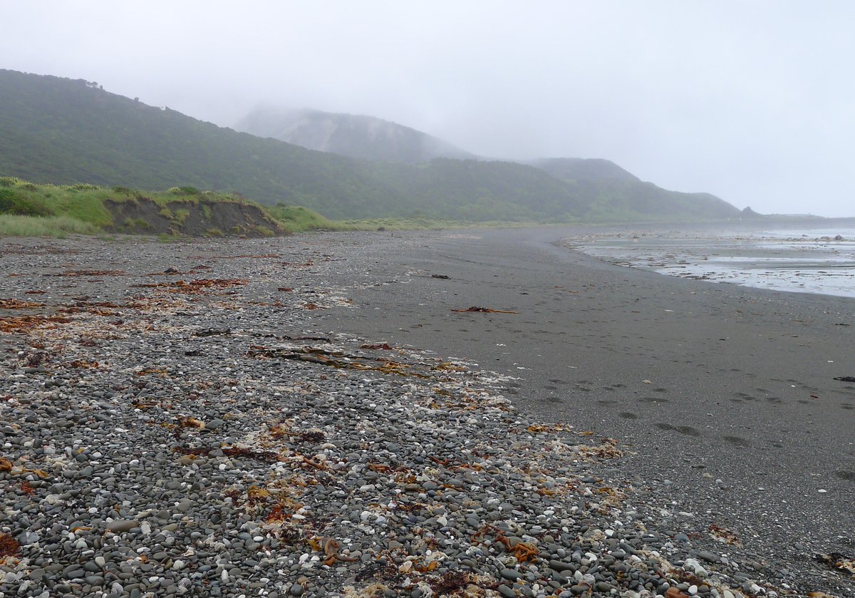 On the Kaikoura EQ anniversary - a bit of 2-year old land: Okiwi Bay 5 days post-earthquake and Okiwi Bay last Sunday. This is just a little south of the Papatea fault, where uplift was about 3 m.