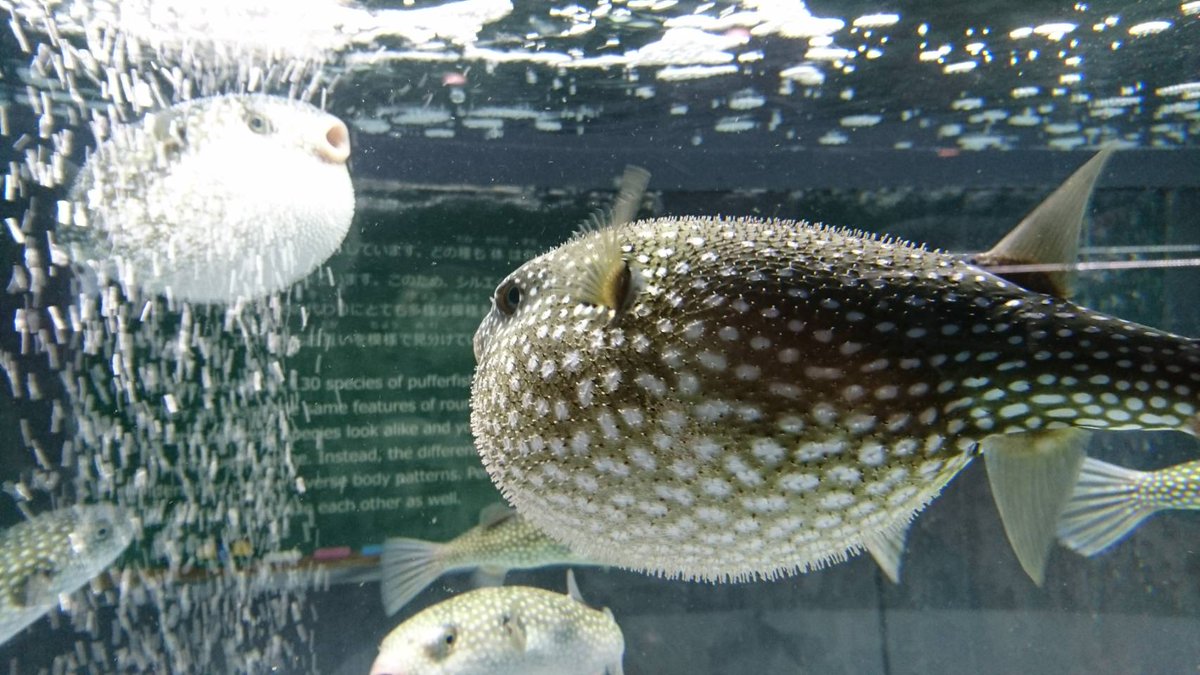 むろと廃校水族館 フグと言えば ハコフグやハリセンボンが大人気ですが 膨らんだホシフグさんも 坊主頭の少年のような短い針を出すので かわいいです