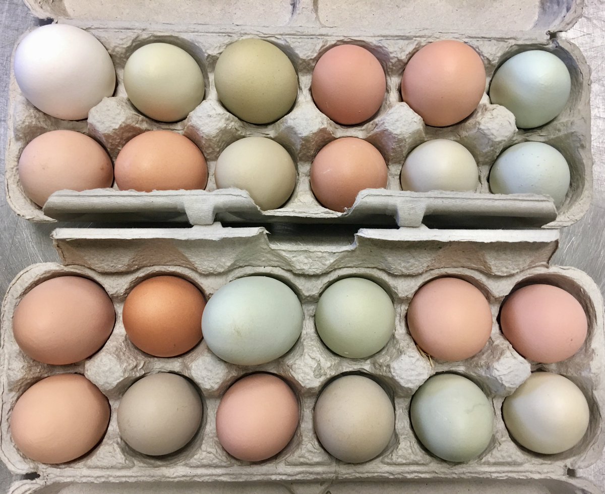 FeedLarValley's tweet photo. We are so egg-cited this #Tuesday, thanks to these generous gifts from Laramie Farmers!

If you have in-kind donations for Feeding Laramie Valley during this month of #giving let us know at info@feedinglaramievalley.org We are all counting down to  #givingtuesday on Nov 27th! https://t.co/Hz5o8wYk5M
