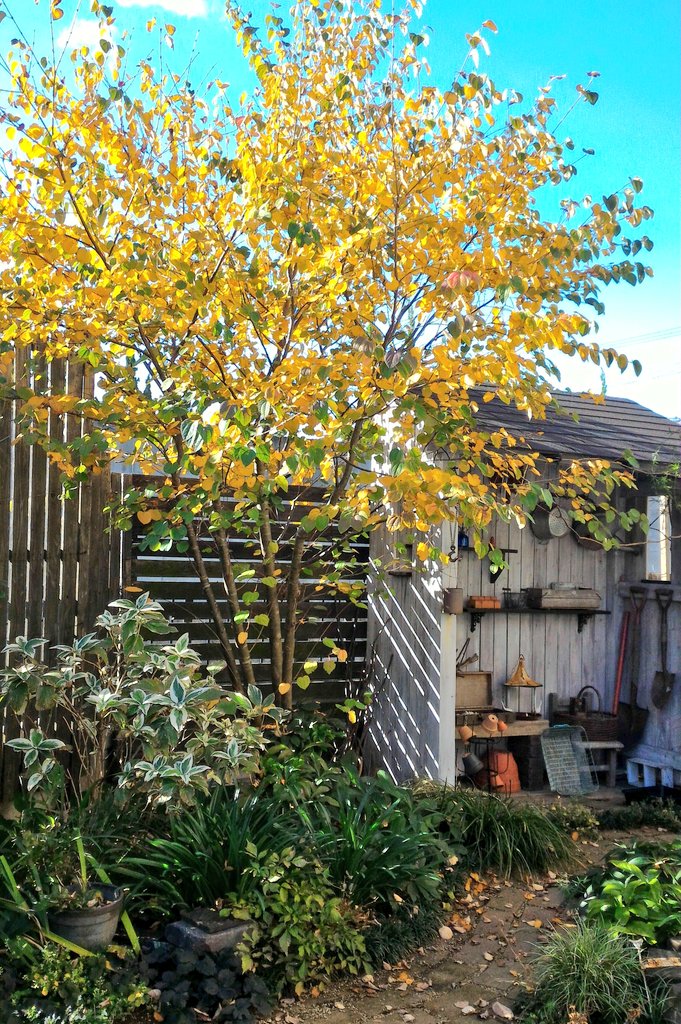 さえ 江咲早恵 No Twitter 昨日は1日中どんより暗い曇り空だったけれど 今日は気持ちよく晴れましたヽ O 丿 お庭は秋色になってきました 紅葉 黄葉 しているのはカツラの木です ガーデニング 紅葉 黄葉 秋の庭
