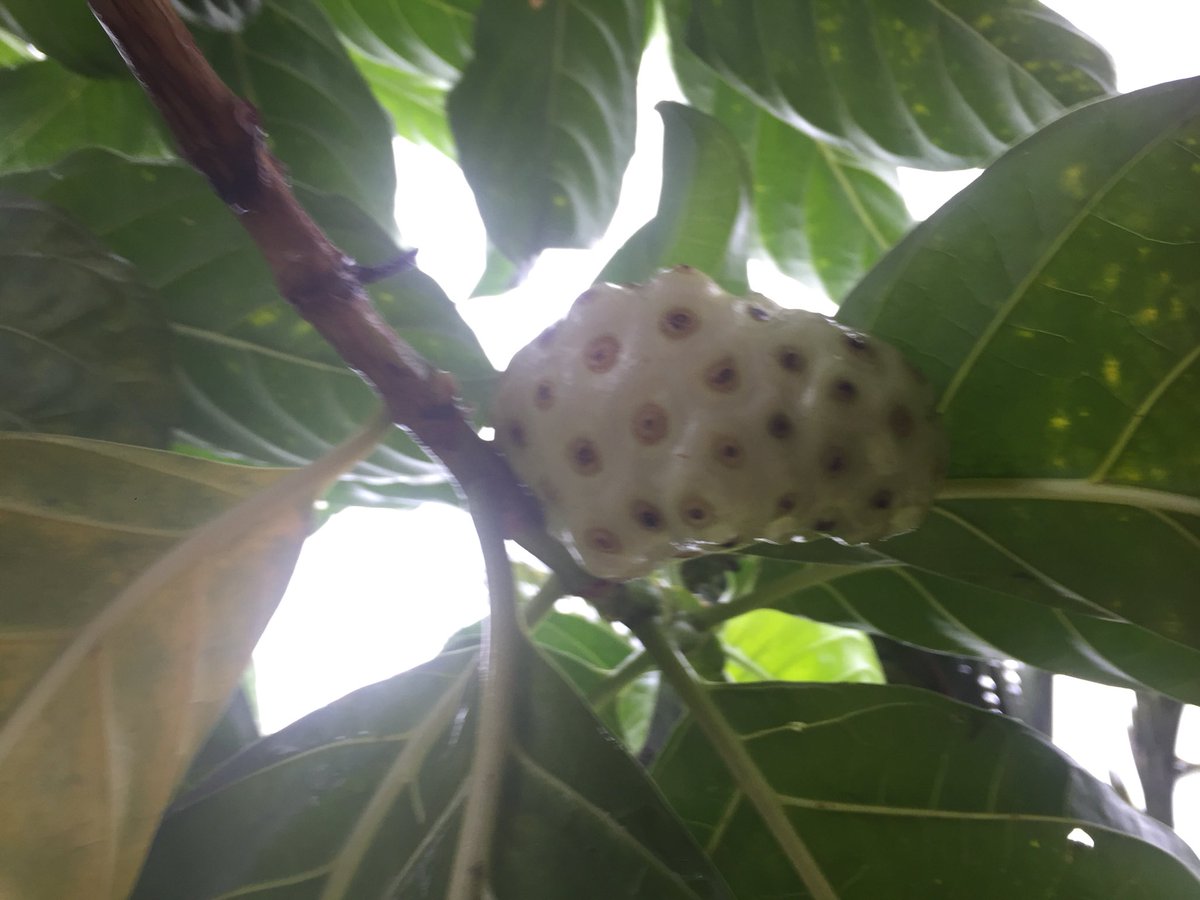 TheWonkyParsnip's tweet image. 