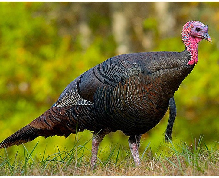 The latest post at aboutbone.com  IT TAKES A TURKEY TO CALL ONE
Turkey hunters may use a homemade device that Native Americans began using  6500 years ago–the wing bone turkey caller. 
See how to make it. Hear its sound. Use a plastic straw instead?
Happy Thanksgiving.