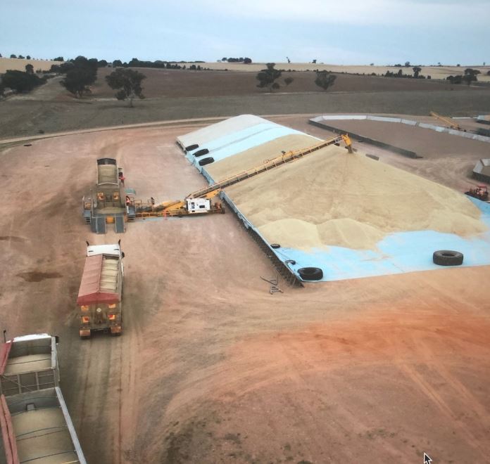 Our site at Coolamon is busy with plenty of barley being tipped off. Quality is solid with the majority achieving F1