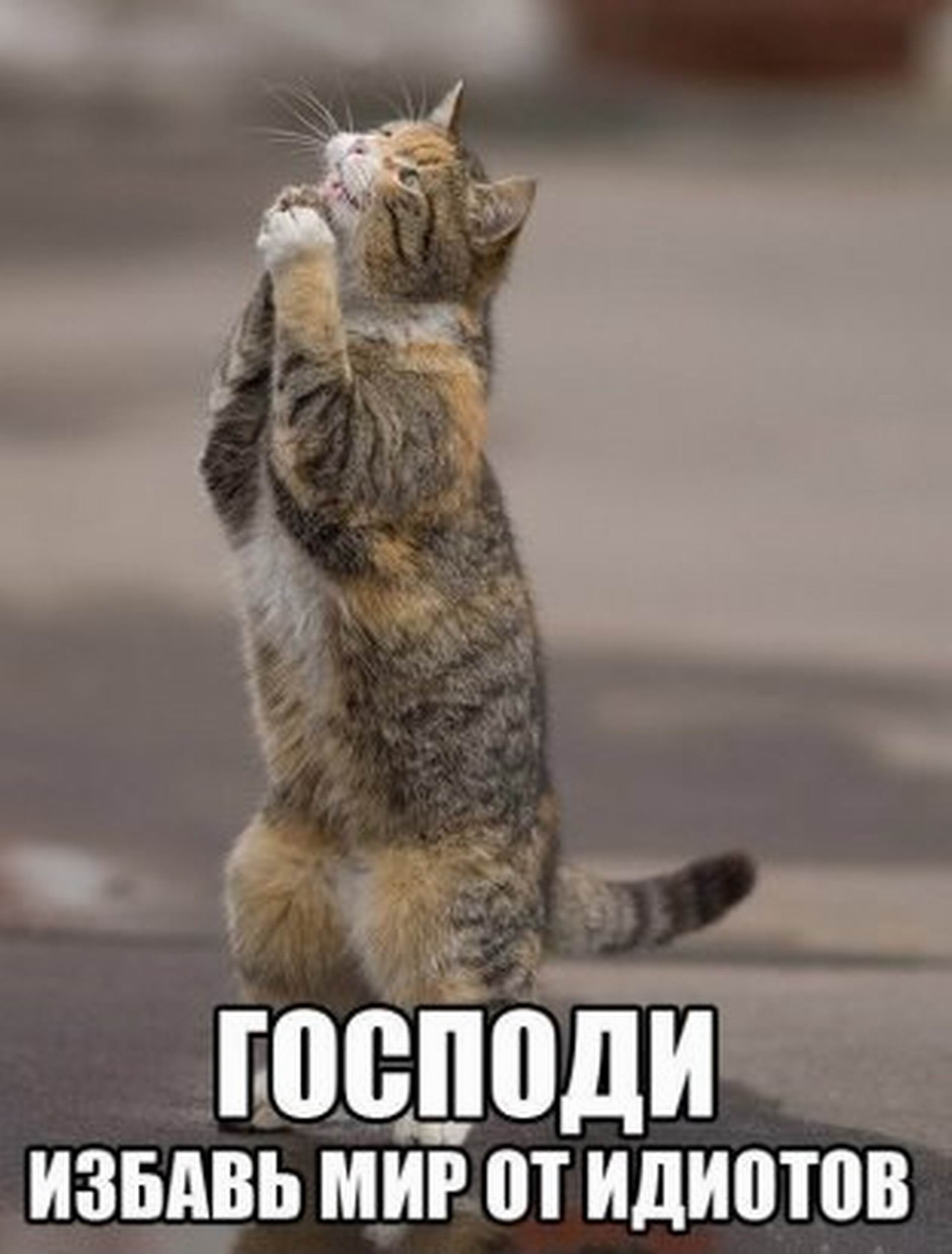 Милый котик просит