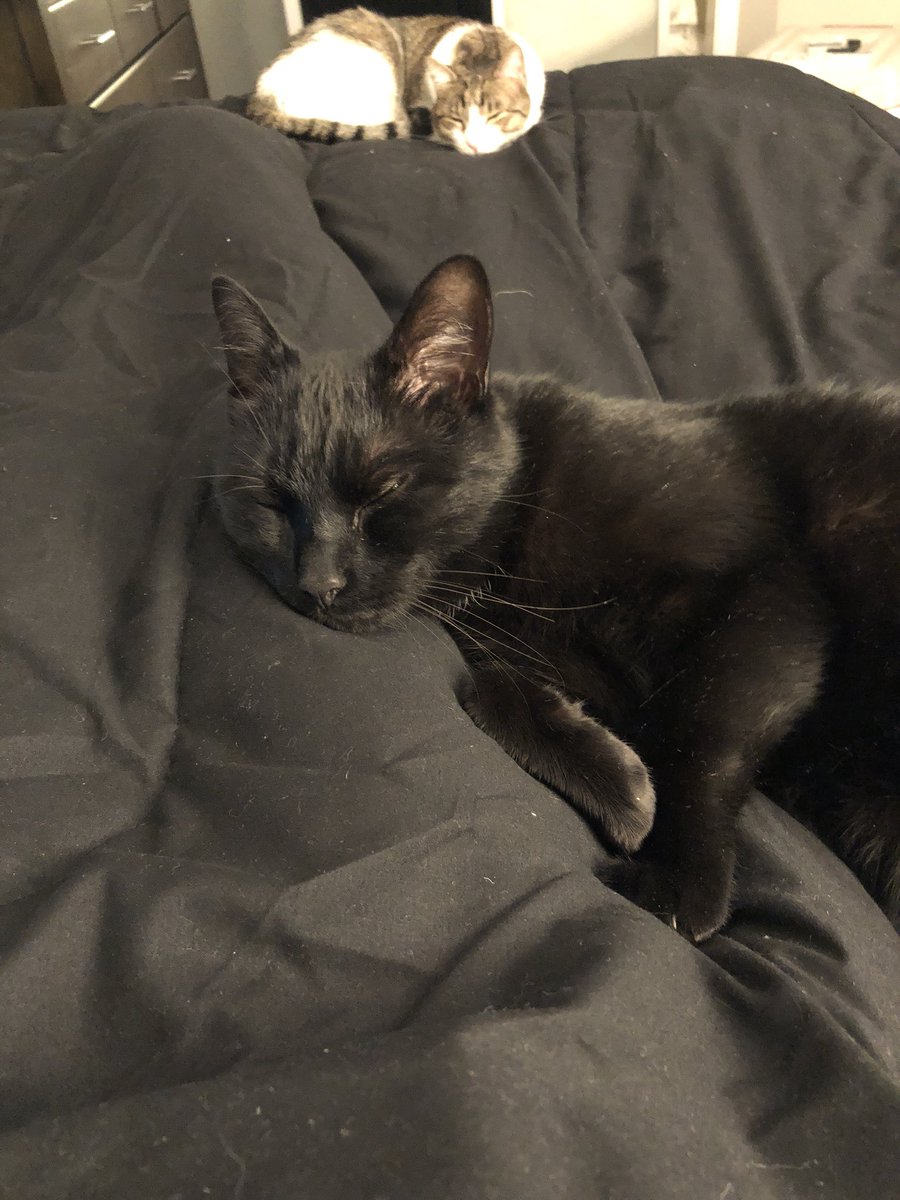 OoohHaveYouSeen's tweet image. Goodnight from California! #expat #petmove #CatsOfTwitter