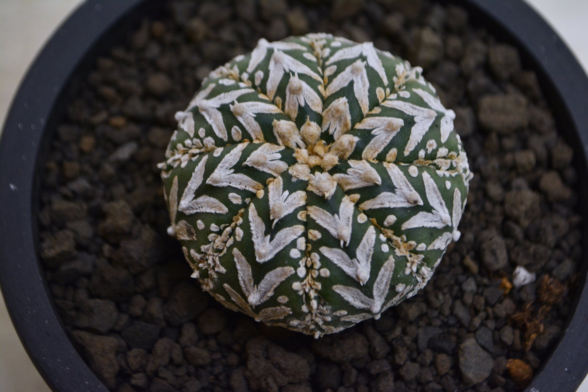 アストロフィツム　ミラクル　スーパー兜　アロー　Vタイプ　鉢のまま発送　サボテン アストロフィツム ミラクル スーパー兜 アロー Vタイプ 鉢のまま発送