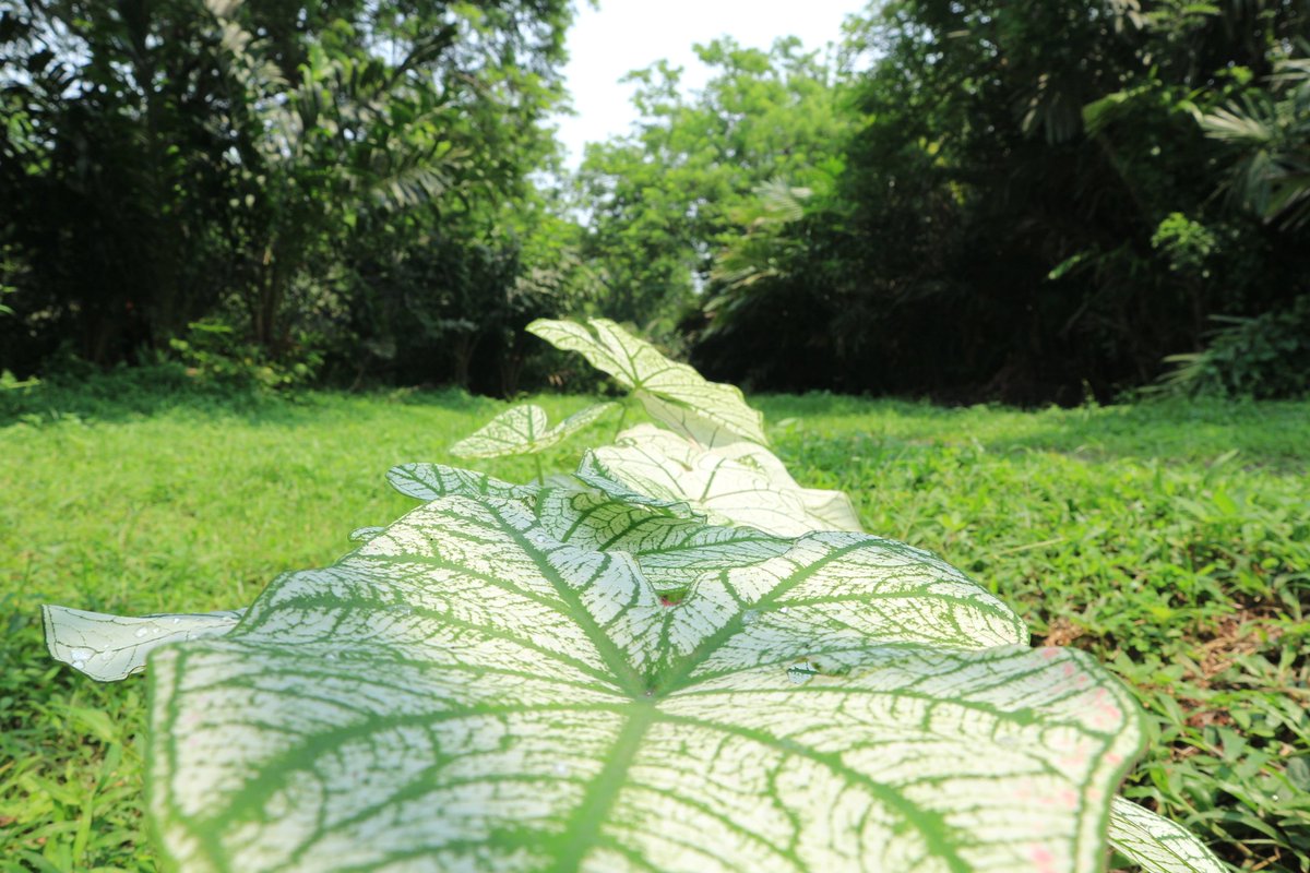 Taman Buah Mekarsari On Twitter Tanaman Keladi Hias Adalah