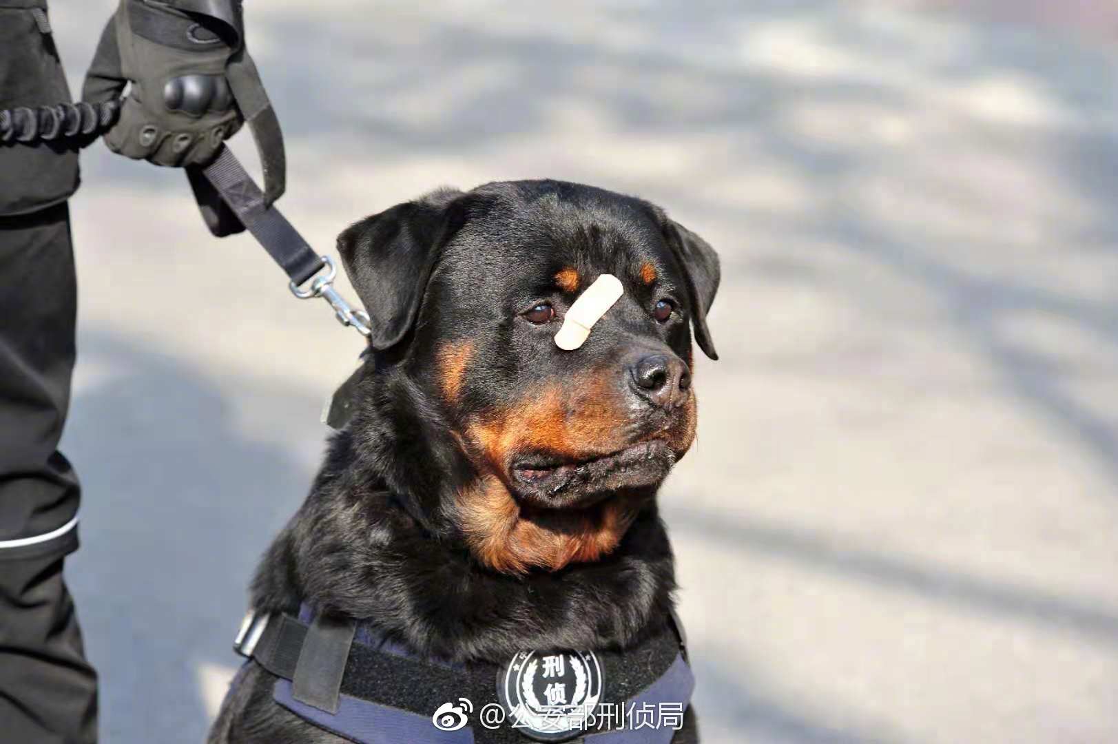 Ротвейлер шлейка полиция
