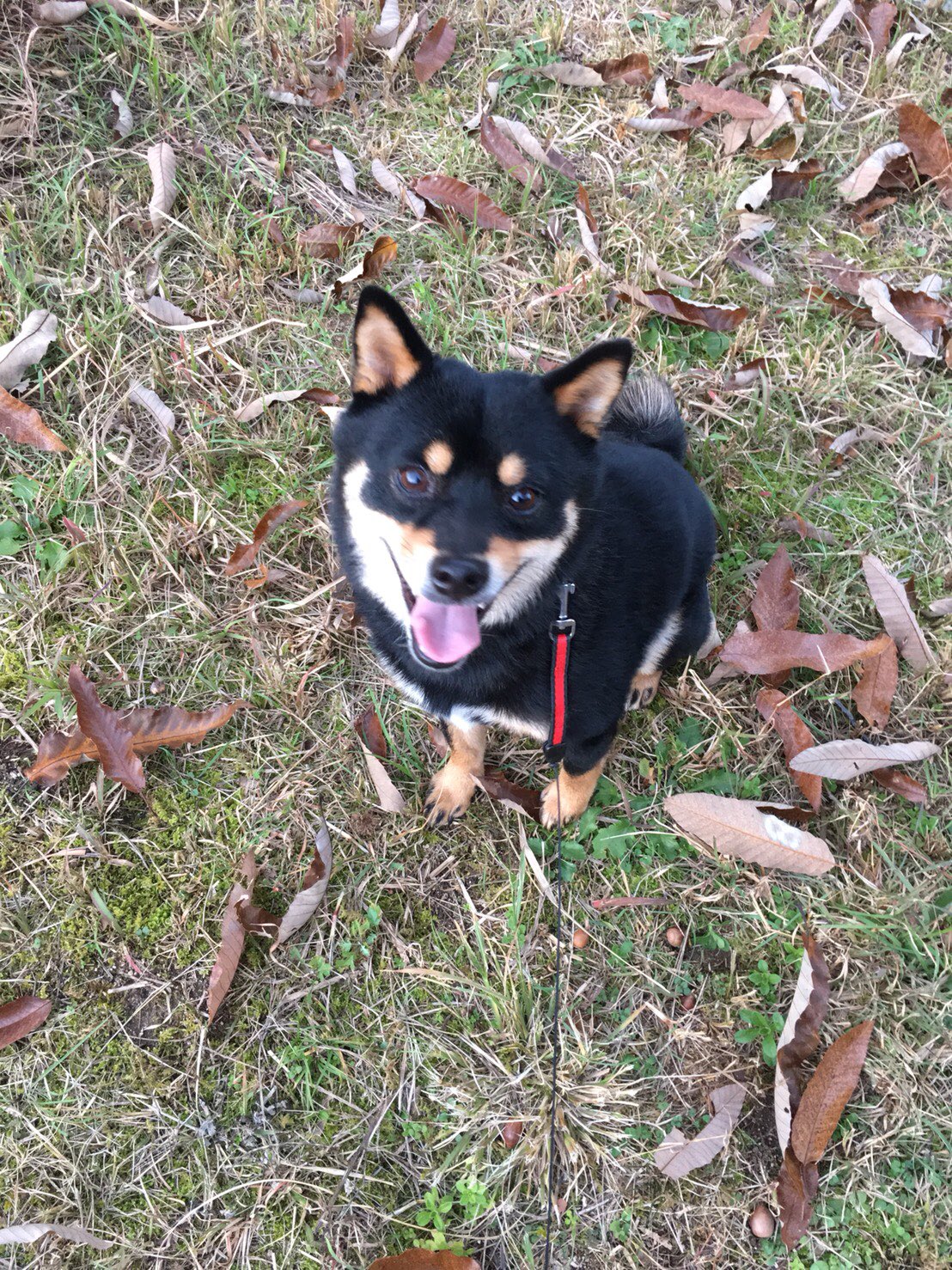 池迫博之やしまｸﾞﾙｰﾌﾟ まゆげスタイルコレクション18 まゆんぽ 犬 まろ犬 Dog Dogsofinstagram まろ眉 まゆげ まめしば 今日のまゆげ 名前はまゆげ 芝犬 豆柴 Shibainu 柴犬 黒柴 エブリドッグ Dogstagram 日本犬 Japandog Nihonken