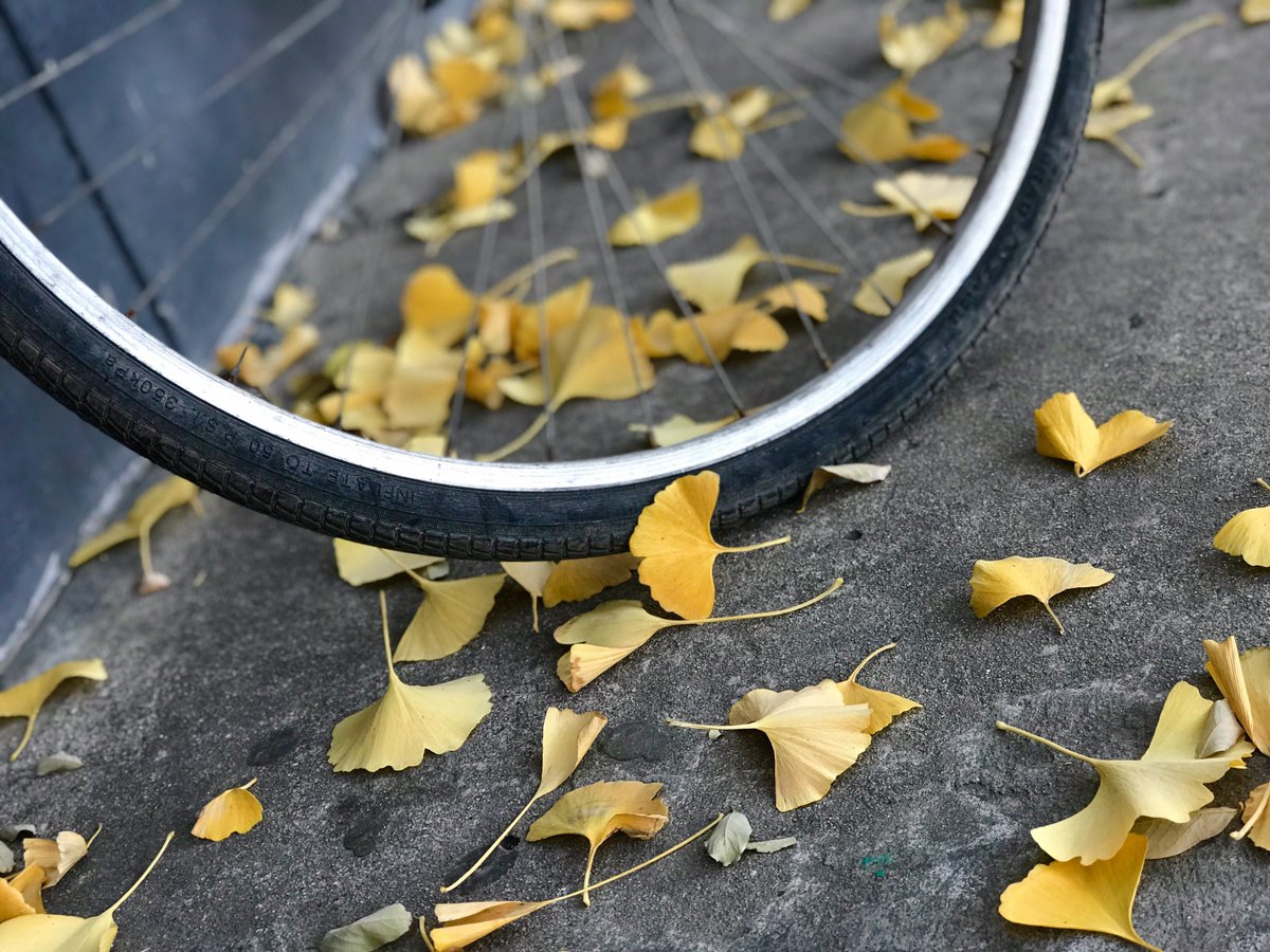 borqs's tweet photo. Beautiful season. Enjoy life @Borqs https://t.co/hMI54YnaCn