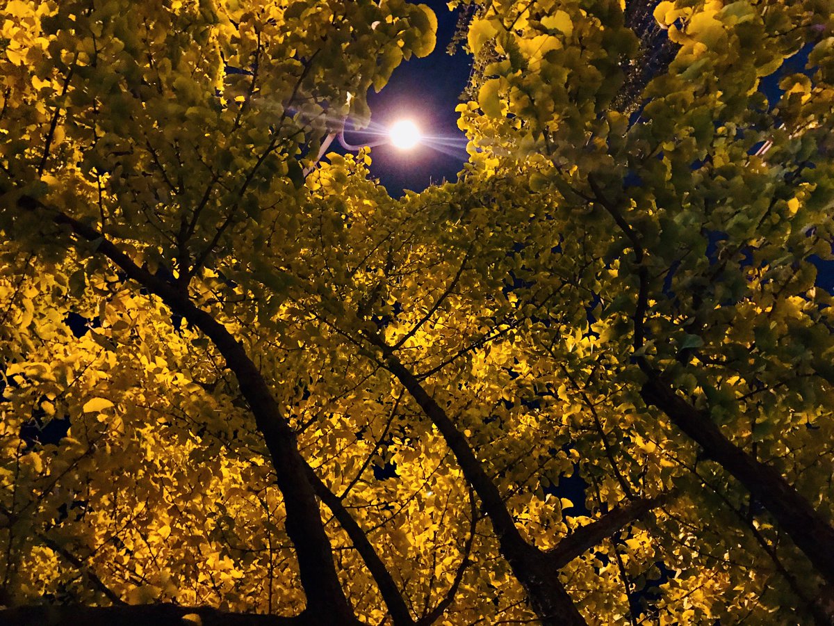 borqs's tweet photo. Beautiful season. Enjoy life @Borqs https://t.co/hMI54YnaCn