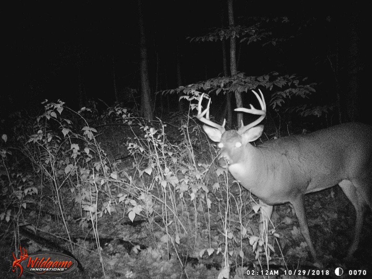 leglock83's tweet image. 3 training session during the day tomorrow then heading roughly 2hrs north to family farm for rifle season. This guy been hanging out where my blind is on the family farm. Hopefully he will go into my freezer! #venison #protein #leanmeat #huntingseason