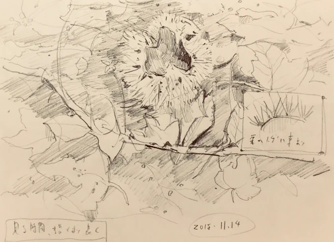 朝のジョギングついでにスケッチ

栗を弄ってたら手に刺さったよ 
