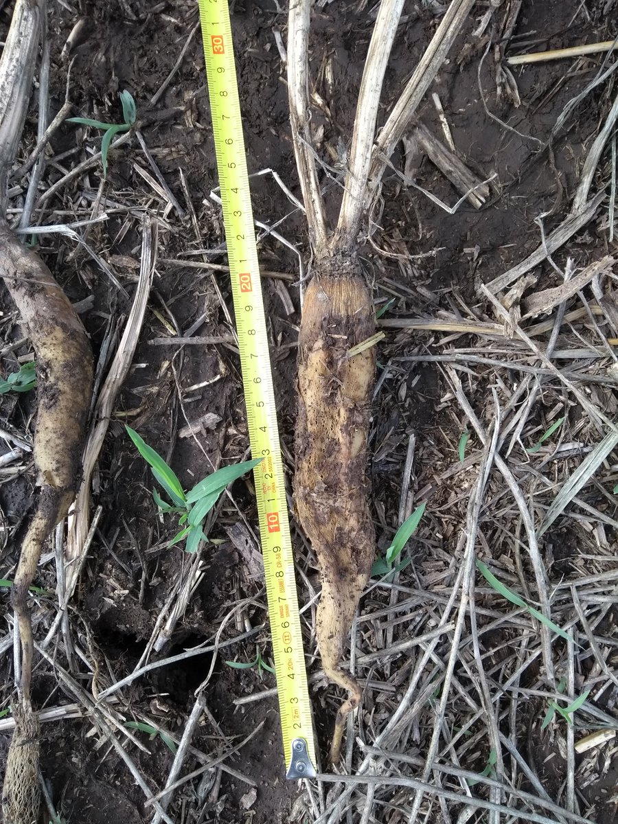 SAgrotecnicos's tweet photo. Brassicas, cultivos de servicio. En este caso brindando mejoras en propiedades físicas del suelo...#crea #proyectomalezas https://t.co/15KvhUve0G