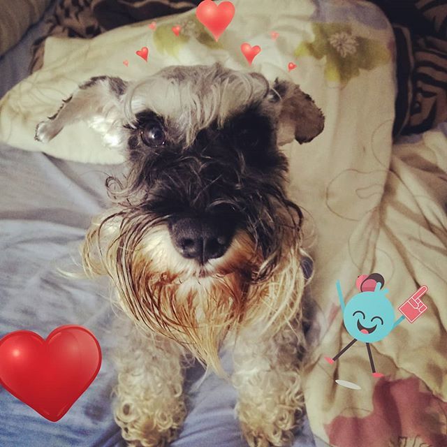 Cómo es posible ser tan hermosa en esta vida 😍 #schnauzer #schnauzerofinstagram #Emmabebedemama #instadog #loveit ift.tt/2FkZMBo