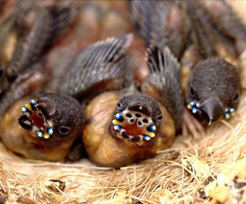 Nnedi's tweet image. Explanation #1: Gouldian Finch chicks have blue phosphorescent beads along their mouths, making it easier for their parents to feed them in their dark nests.

Explanation #2: Aliens.