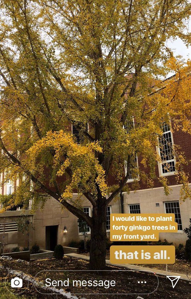 DrLindzyONeal's tweet photo. Everyone always loves a Gingko tree in the fall. But keep in mind if you plant a female gingko, it’s fruit smells like rancid butter/ vomit. There’s your fun #biofact https://t.co/WVYrSlMoUb