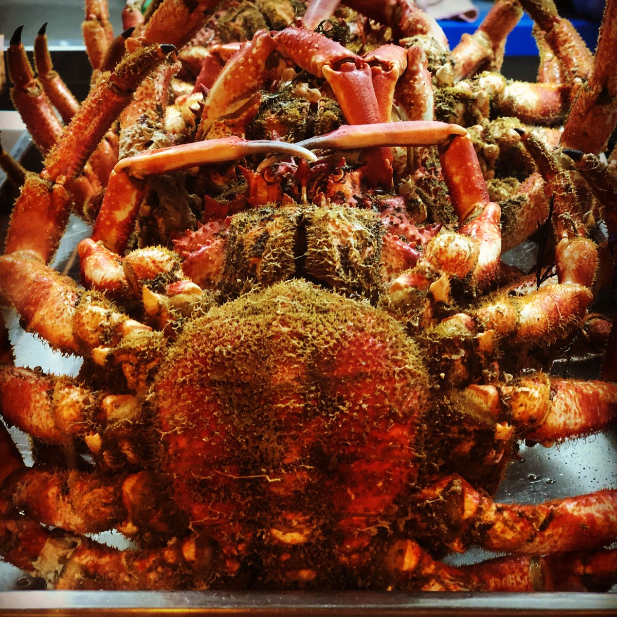 AMundina's tweet photo. Mucha calidad este año. Llenas y sabrosas. La campaña promete! 🦀👌🏼#centollo #centolla #galicia #producTop #amundiña #coruña #bosdias #FelizMiercoles https://t.co/67ZQJdgX72