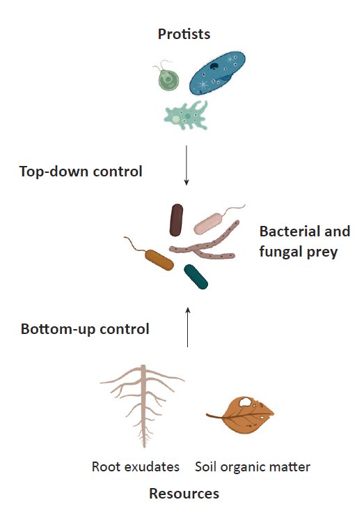 download sweetpotato major pests diseases and nutritional disorders