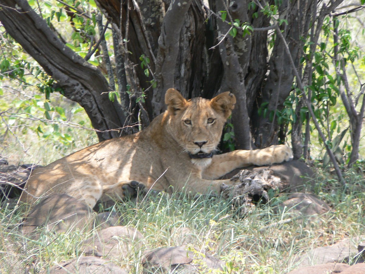 HelenClarkNZ's tweet photo. My op ed in @Independent today on the importance of building #wildlife economies at scale to ensure long term protection of species &amp; habitats &amp; support poverty eradication &amp; development. Economic incentives can help turn tide on poaching &amp; trafficking:  https://t.co/5mu46nuoYa https://t.co/gM8Ae06Q9N