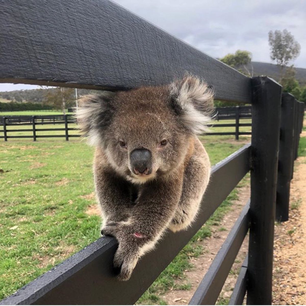 Total cuteness from our friends at @Spendthrift_au in Victoria. This is how we do horse farms Down Under! #howmuchcanakoalabare #australia @Australia #koala