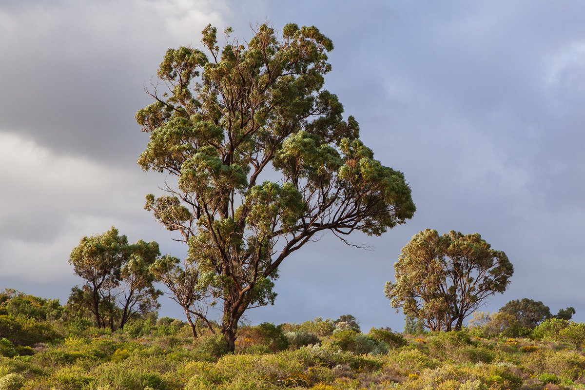 RTW_Aus's tweet photo. Meet the #Tuart (Eucalyptus gomphocephalus) a coastal species from the Perth region of southwest Western Australia.
https://t.co/mpwdtu04Jt #EucBeaut #eucalypts #ozplants #seeaustralia #Perth https://t.co/8ng81Rd2dG
