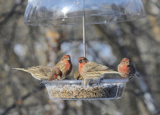 Mr_Hemp1's tweet photo. Farm bill could allow #hemp seed as bird feed
Legalizing industrial #hemp crop could broaden feeder options. 
https://t.co/PUGS2wAWiU https://t.co/c8Bb24Jlbd