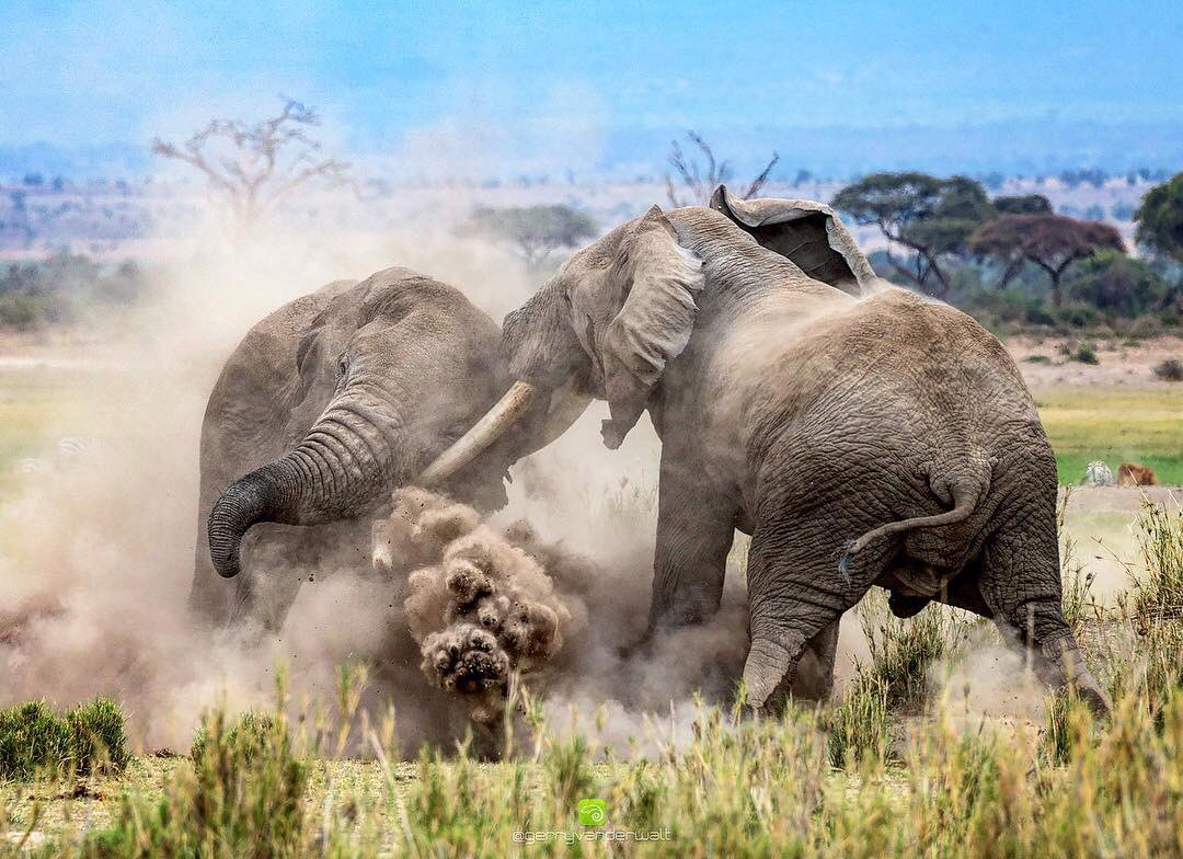 An incredible shot of an elephant fight, captured by  @gerryvanderwalt - the energy and intensity must have been unbelievable.
originsafaris.com
#originsafaris #nature #wildlife #amazingafrica #safari #travel #bigtuskers #elephant #kenya #bucketlist #travelagent #Amboseli