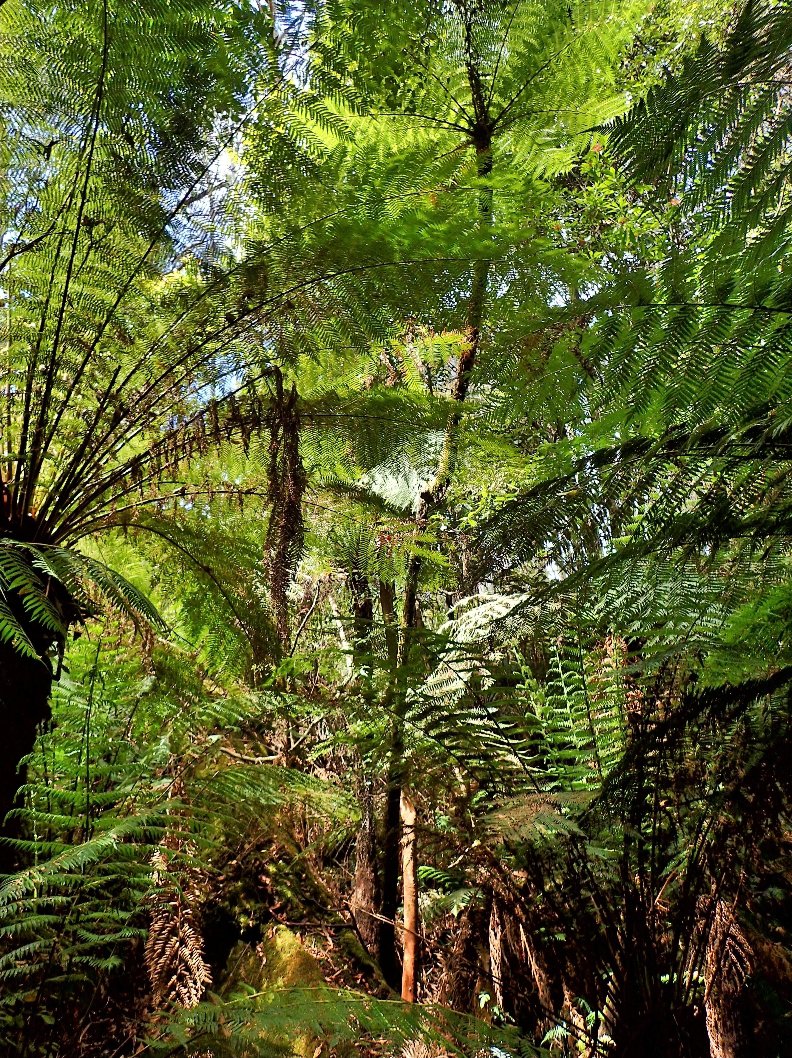 eastgippyforest's tweet photo. .@DELWP_Vic pre-logging survey program is failing. Our surveys found Endangered crayfish &amp; rare slender tree-ferns in forest being logged now in #KuarkForest. Logging of required protection zones has breached law @LilyDAmbrosioMP must step in. Our report > https://t.co/KhWscX33C9 https://t.co/5E6y7XZfFi