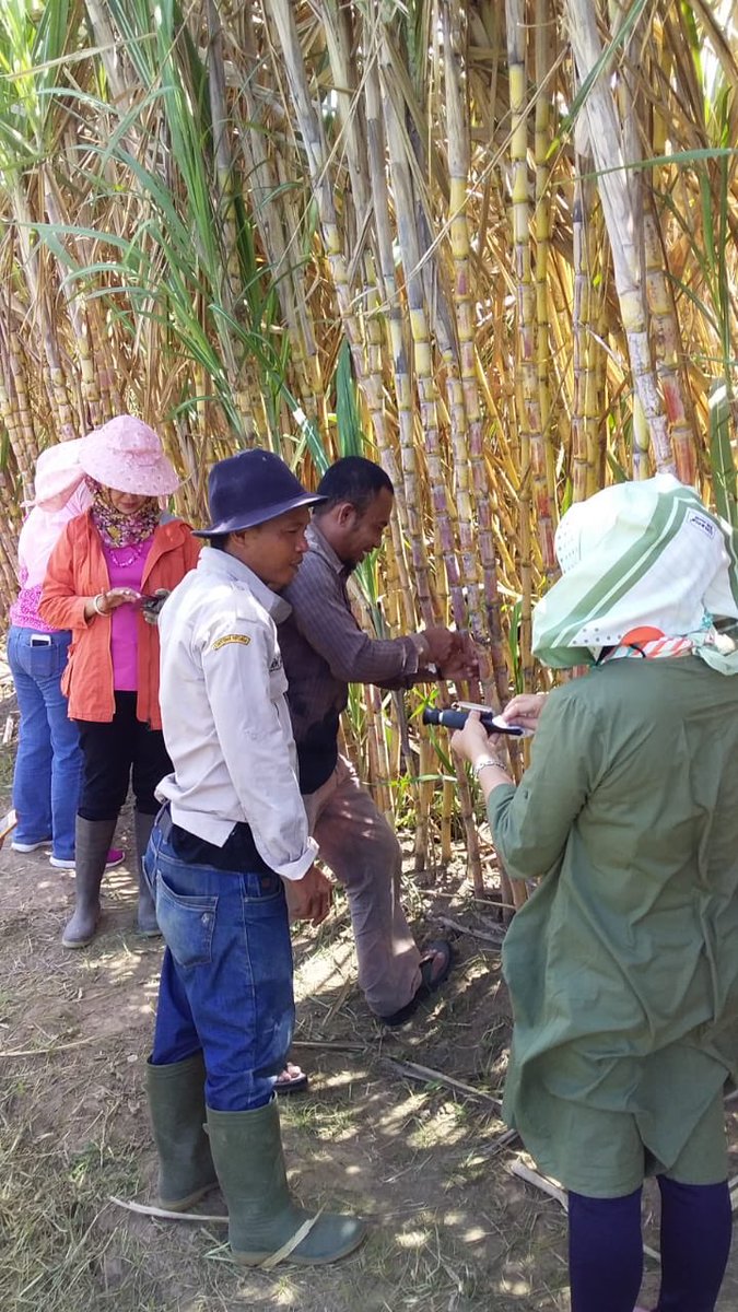 fkp2indonesia's tweet photo. Kegiatan uji adaptasi varietas TEBU oleh TKPPLP Sulteng bersama Pusat Penelitian Perkebunan Gula Indonesia (P3GI) trus bekerja mnjalankan tupoksi dan tanggung jawab @jokowi @Amran_Sulaiman1 @kementan @kempanrb @ditjenbun @HukmasDitjenbun @badansdm #PerkebunanJaya #FKP2I https://t.co/e9ygn4UAhU