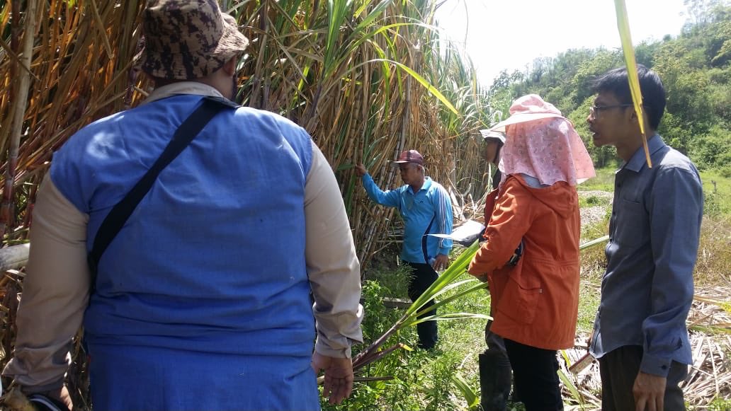 fkp2indonesia's tweet photo. Kegiatan uji adaptasi varietas TEBU oleh TKPPLP Sulteng bersama Pusat Penelitian Perkebunan Gula Indonesia (P3GI) trus bekerja mnjalankan tupoksi dan tanggung jawab @jokowi @Amran_Sulaiman1 @kementan @kempanrb @ditjenbun @HukmasDitjenbun @badansdm #PerkebunanJaya #FKP2I https://t.co/e9ygn4UAhU