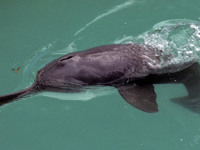 Good news! Uttar Pradesh sees a rise in Ganga River #dolphin numbers. indiasendangered.com/uttar-pradesh-… #IUCN #endangered #freshwaterdolphin