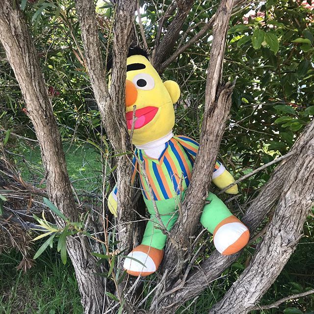 TheCrunchUK's tweet photo. Berts cooked it! Can’t handle Wollongong! #sesamestreet https://t.co/hDBXeiA5oW https://t.co/wD3h9py05E