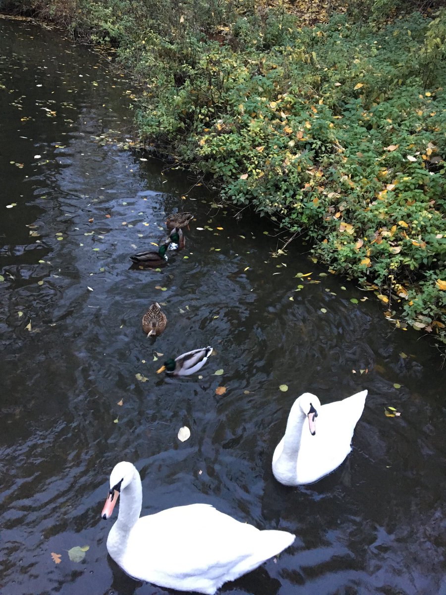 Nice start to the morning - valuing nature enjoying the Markeaton Brook in Derby ⁦<a href="/findingnature/">Miles Richardson</a>⁩ #natureconnectedness ⁦<a href="/GoodThingsDerby/">Good Things Derby</a>⁩