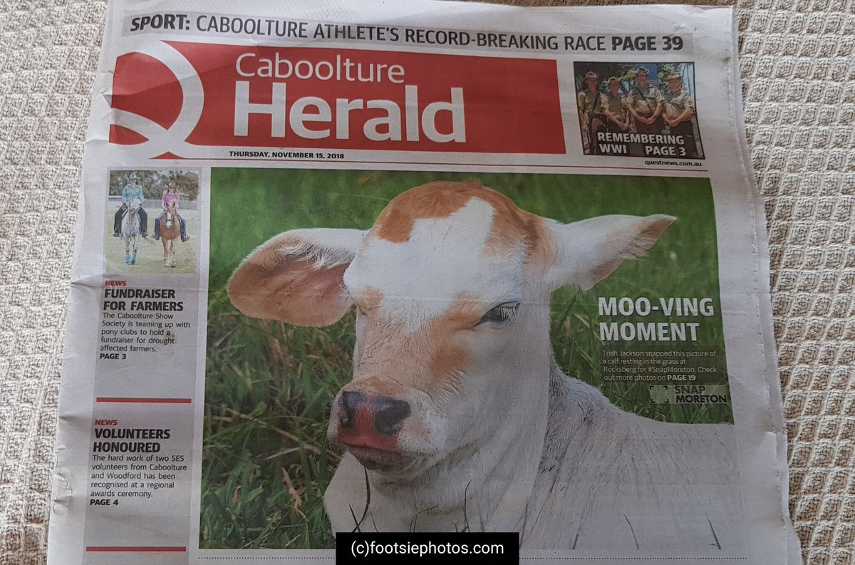 footsiephotos's tweet photo. open the local paper to see my photograph of a calf I took in my area make the front cover.Not bad for holding my camera out the car window with my foot whilst hubby drove the car..
https://t.co/fZ5Z0oqF5k
#snapmoreton #cabooltureherald #newspaper #longman #cow #1positivething https://t.co/e2ntRBAnPF