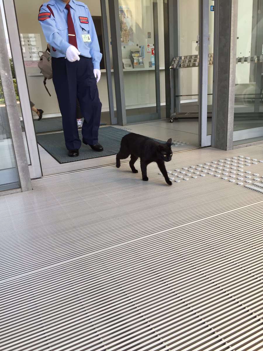 DerArto's tweet photo. В Японии два кота уже два года пытаются зайти в художественный музей, но им мешает охранник. Пока в этом противостоянии побеждают охранники, но коты не сдаются.
СРОЧНО. ПУСТИТЕ. КОТИКОВ. В МУЗЕЙ. https://t.co/uZja86oLLh