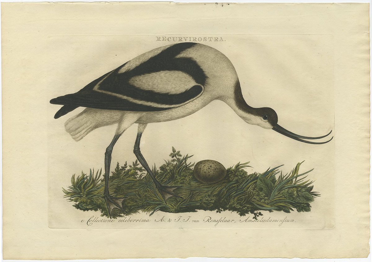 Bartele Gallery has a fantastic collection of Antique Bird Prints - All original and in different price categories.
