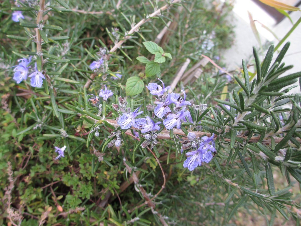 帆風環 A Twitter 庭のローズマリー 花がかわゆい 5種類植えたんだけど 残ってるのはタイムとこいつだけ けど 元気 一年中料理の彩にできて ありがたし