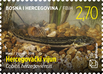 Endemske ribe na markama HP Mostar
Hrvatska pošta Mostar u izdanju „Fauna 2018.“ predstavlja četiri endemske vrste.  Ovo izdanje se može kupiti jednostavno online preko web shopa epostshop.ba . Više na: bit.ly/markafauna2018