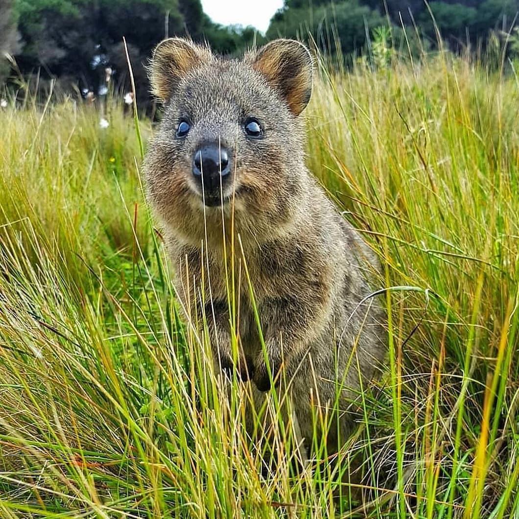 “Excuse me, sir, have you seen any quality leaves around here?” 

(via IG/thatmrlund on @westaustralia’s @rottnestisland)  #seeaustralia