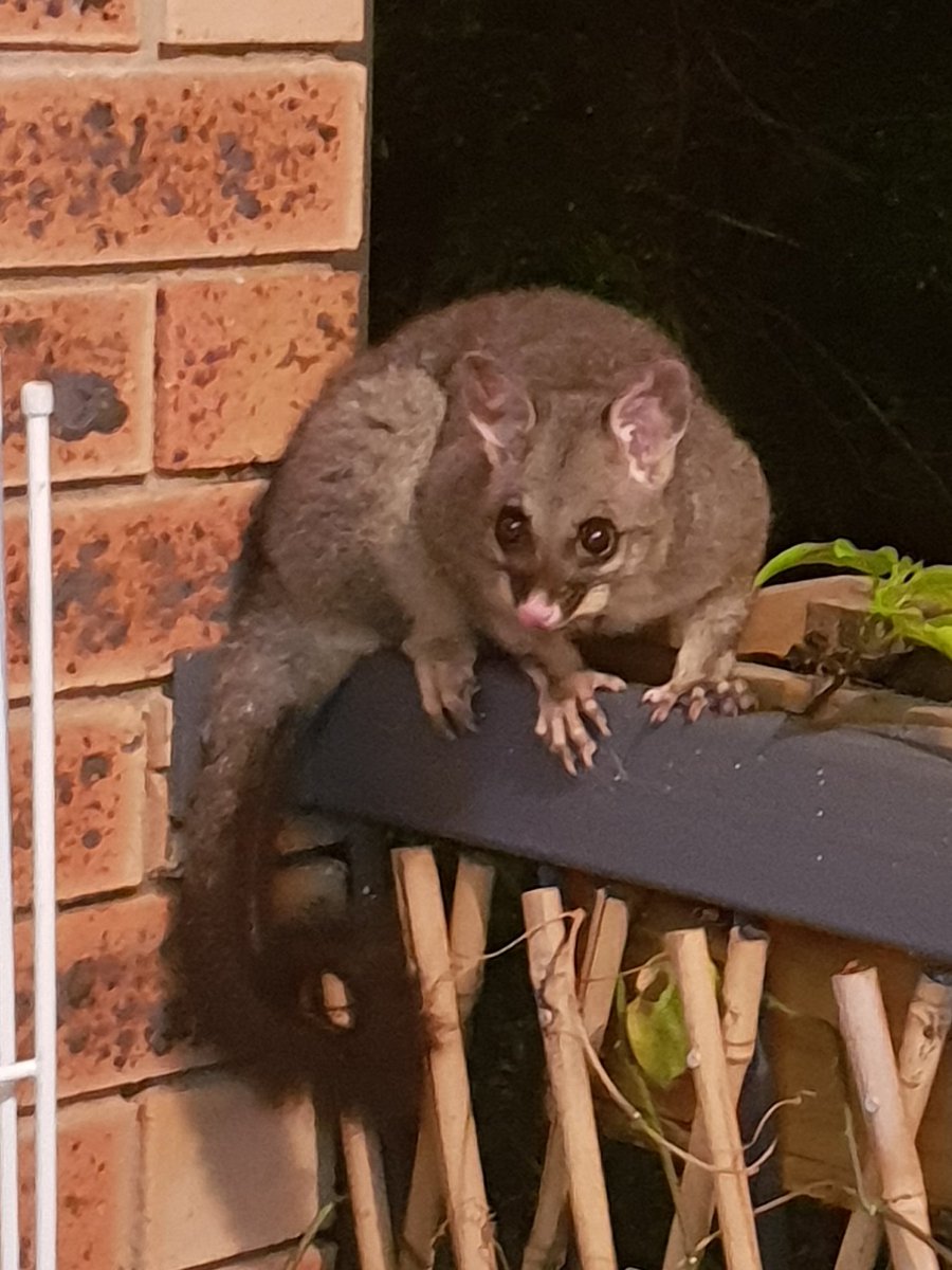 MegLaverick's tweet photo. I have a visitor!! https://t.co/7KdODuoFH5