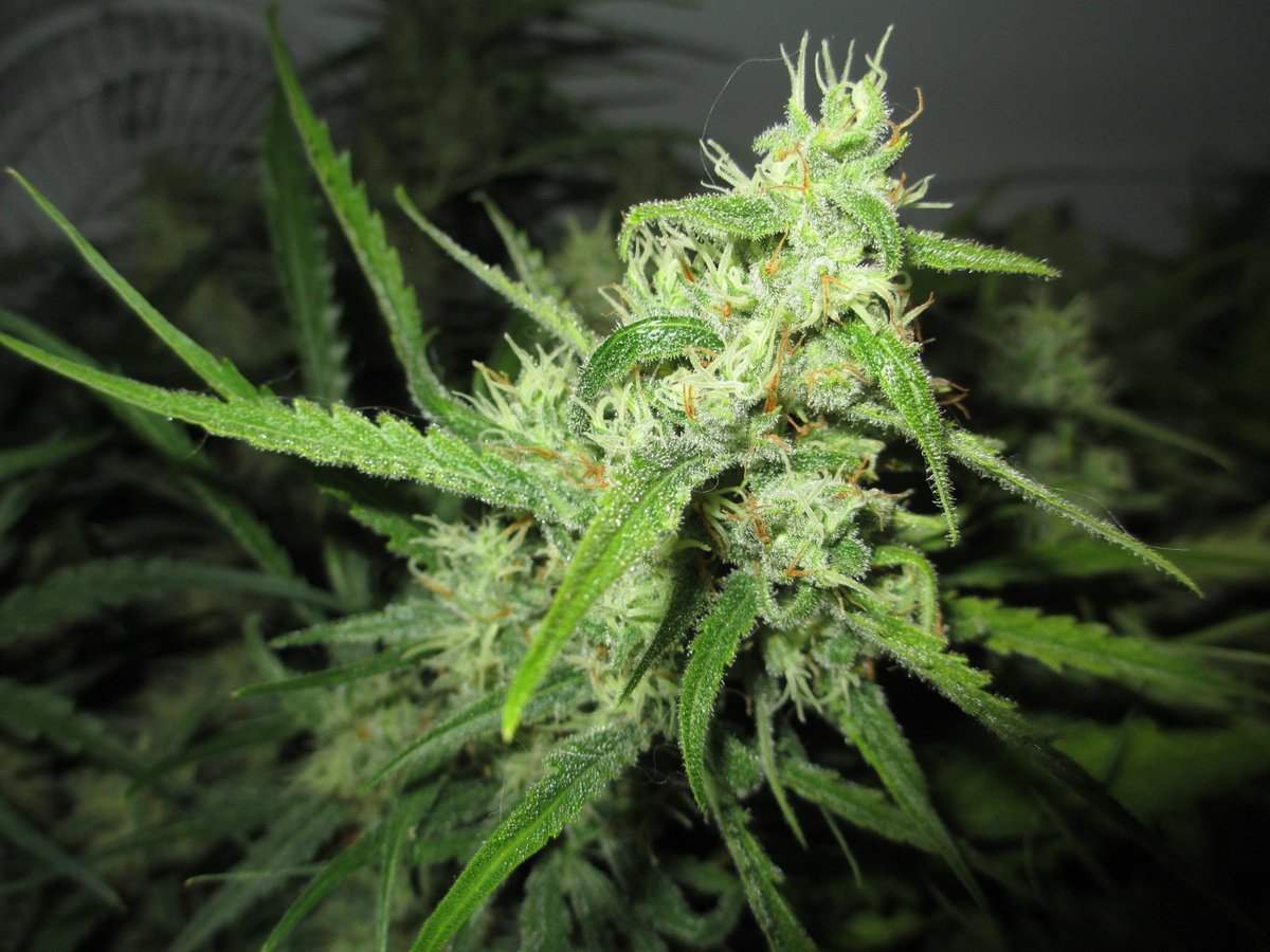 @Kifferforum1  Das KiFo! findet ihr auch bei Facebook, mit vielen nützlichen Informationen rund um das Thema Cannabis. Schaut doch mal vorbei:
facebook.com/kifferforum.gr…